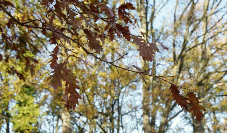 IMG_6